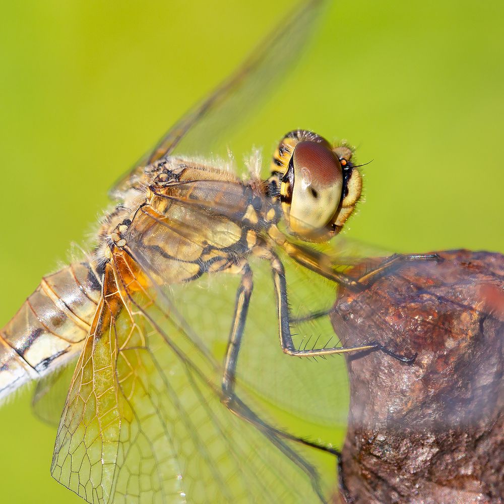 Жёлтая стрекоза