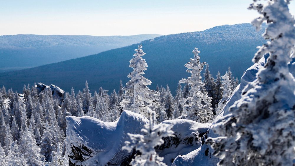 Заснеженные ели в национальном парке Таганай