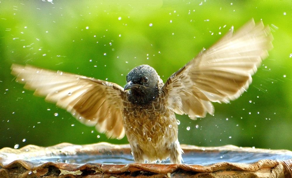 Photograph by Anish Adkar