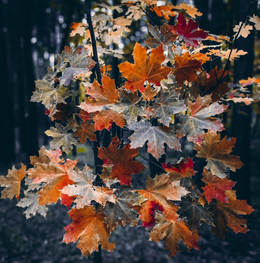 Кленовый букет