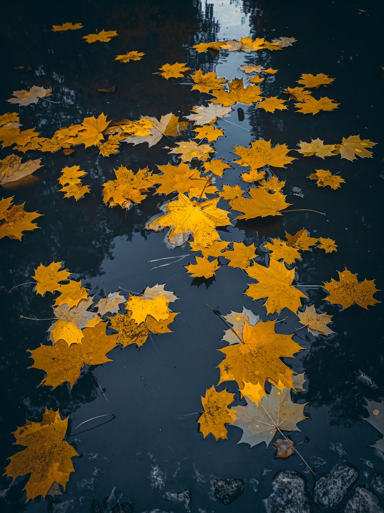 Лесная лужа