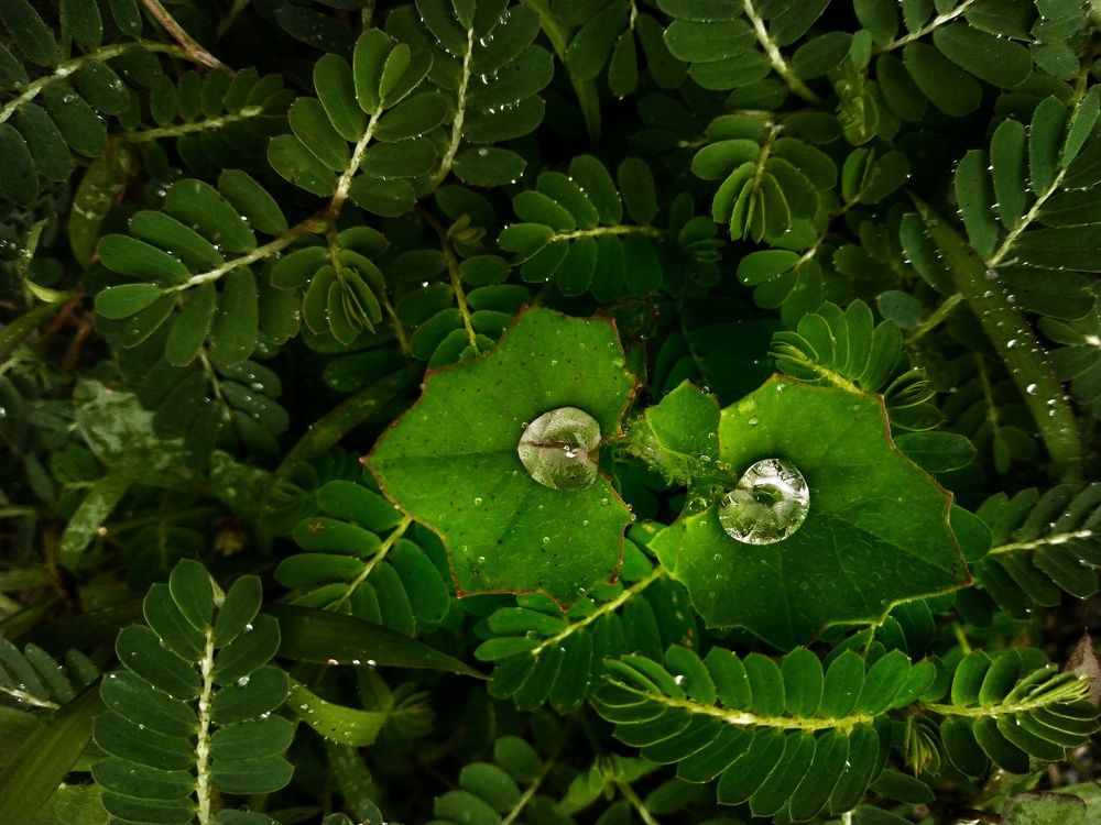 Photograph by Pema Wangchuk