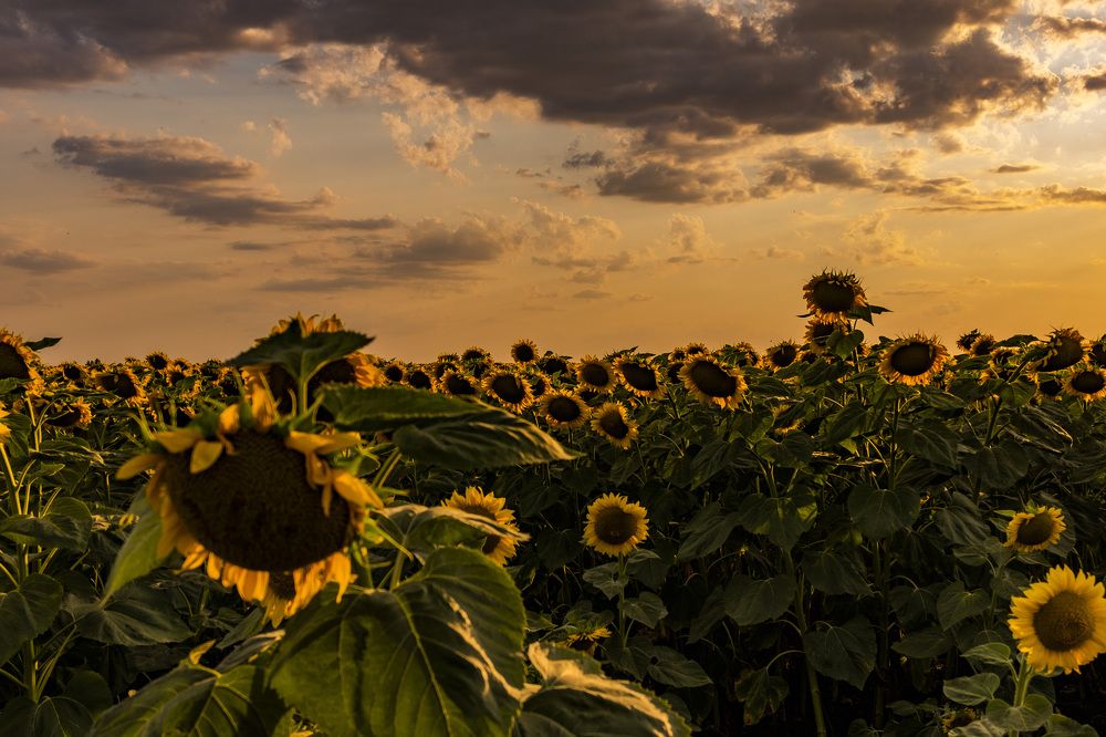 Photograph by Владимир Коротких