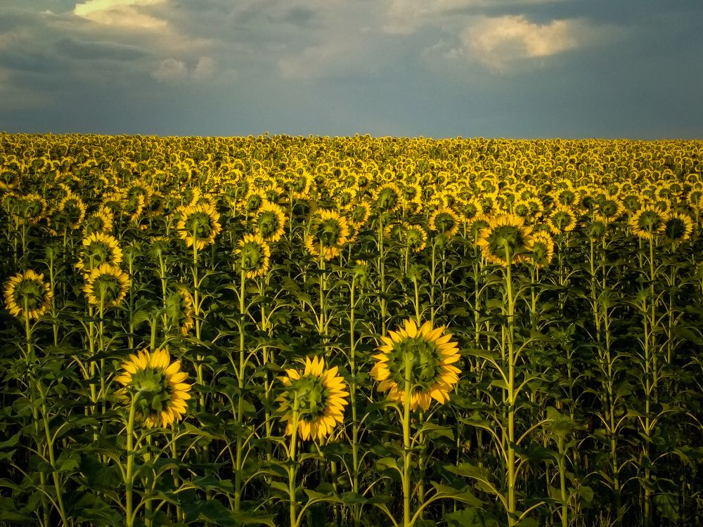 Photograph by Елена Шилова