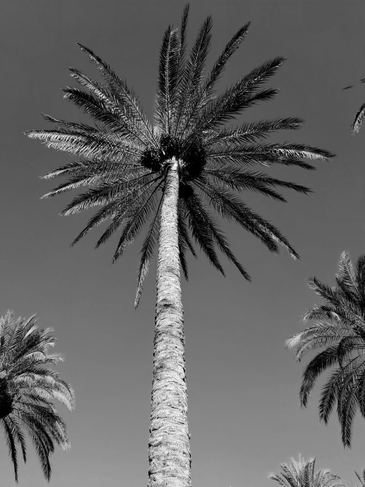 Among the palm trees
