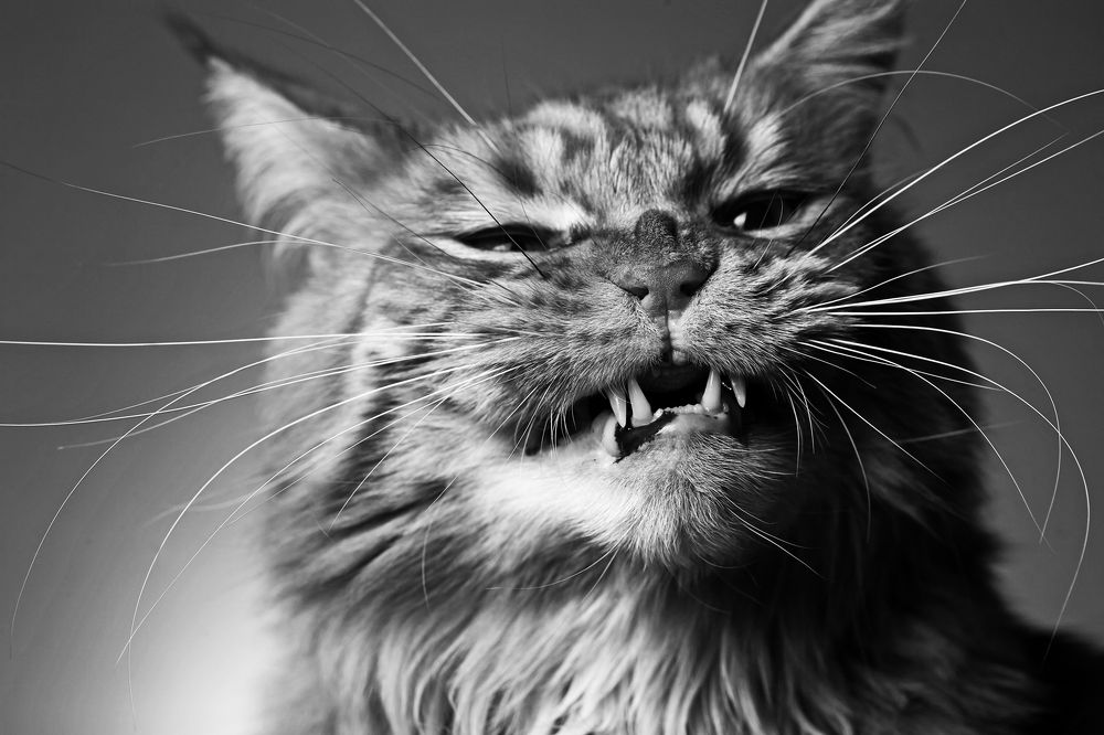 Мой портрет на год тигра. My portrait for the year of the Tiger