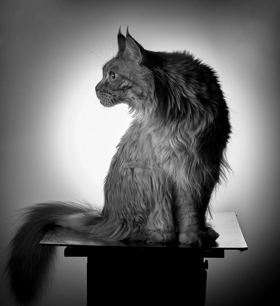 Фотография автора Владимир Борисов