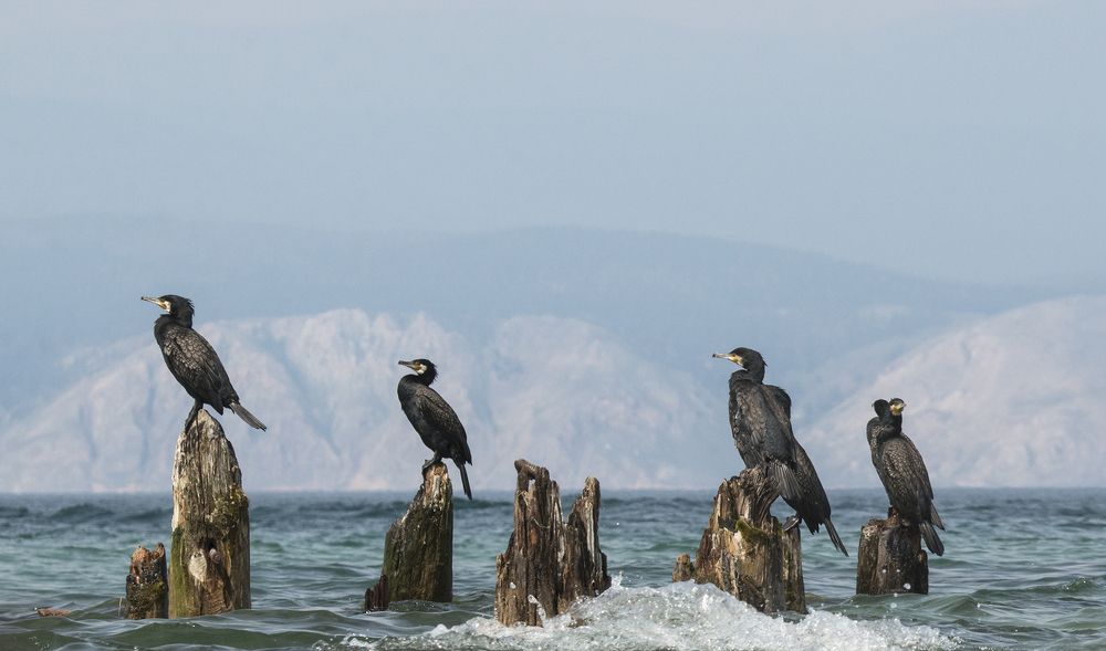 Рыболовецкая артель