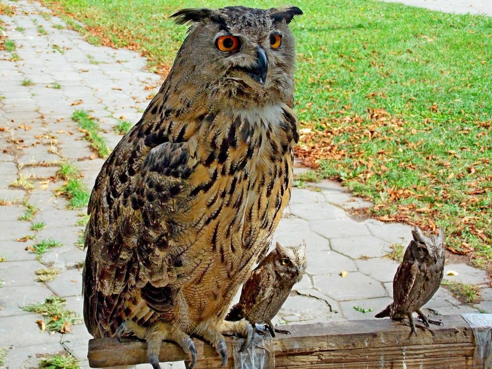 Пернатое  семейство..