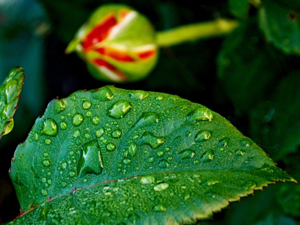 Photograph by Евгений Бригиневич - Снежин