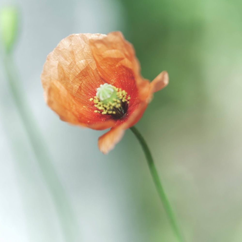 Photograph by Brian Azcueta