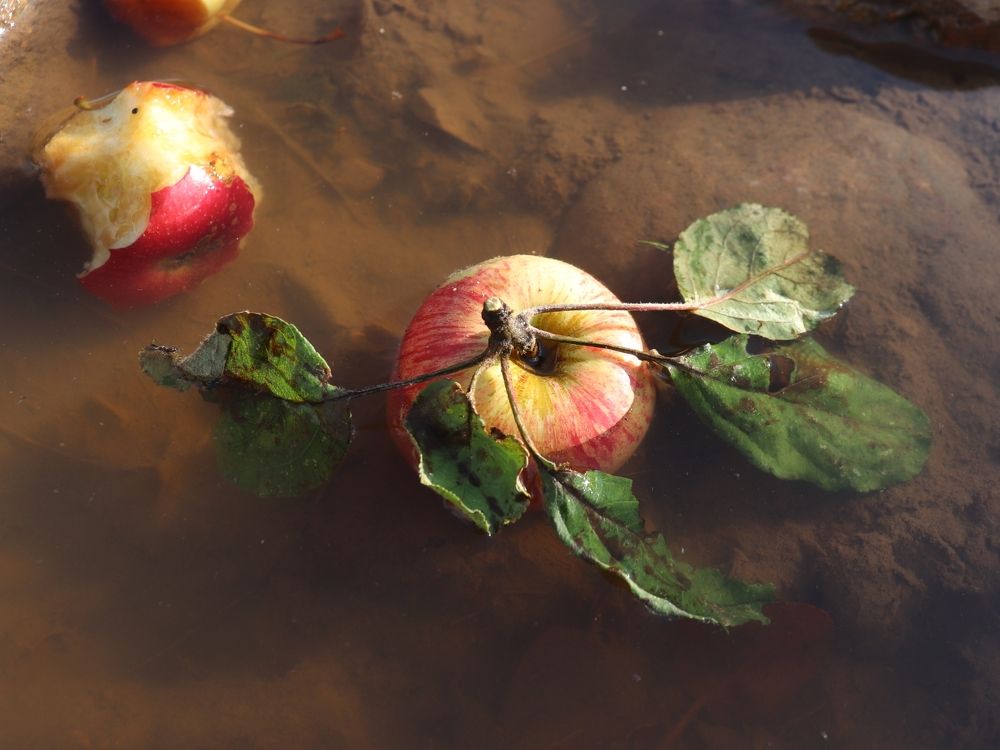 Не у всех яблок жизнь скоротечна...