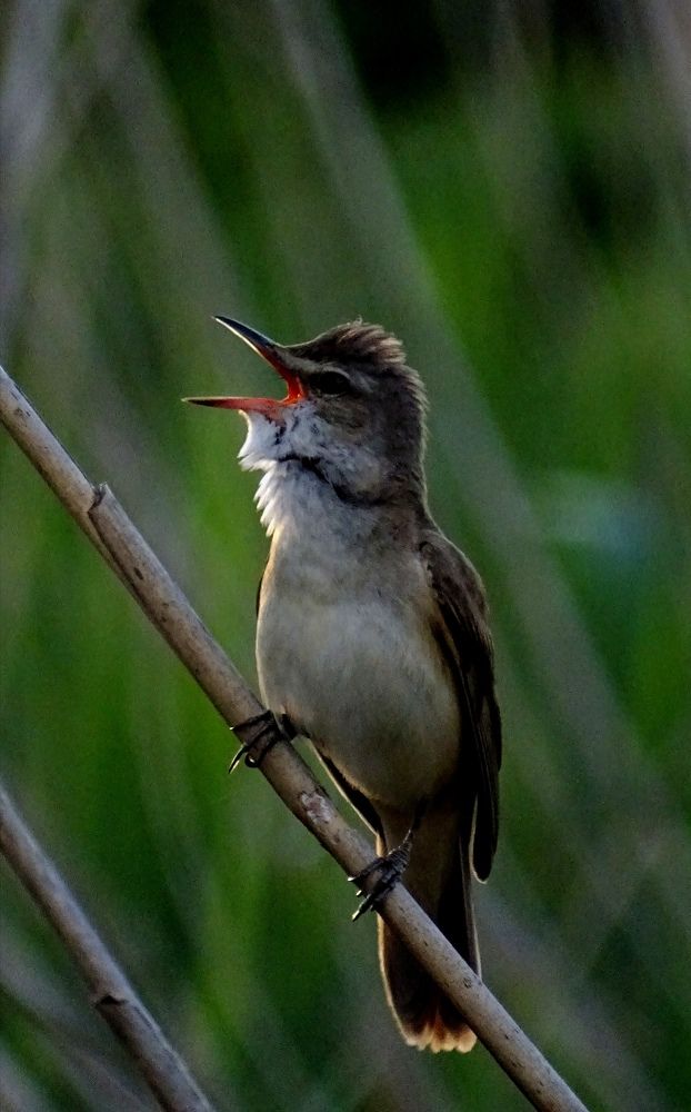 Photograph by Армен Багдасарян