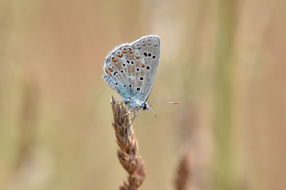 Blue butterfly