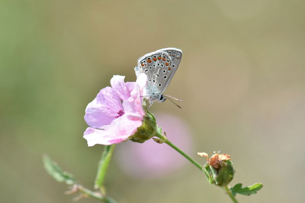 Photograph by Bilyana Dyankova