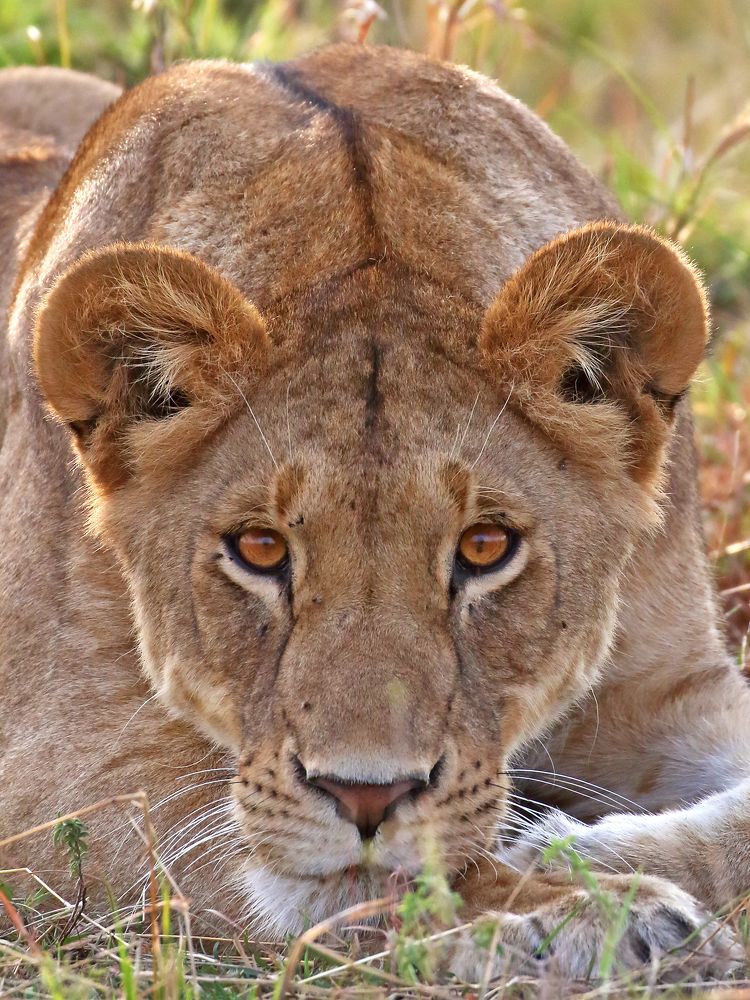 Feel the Lion's stare...!!!