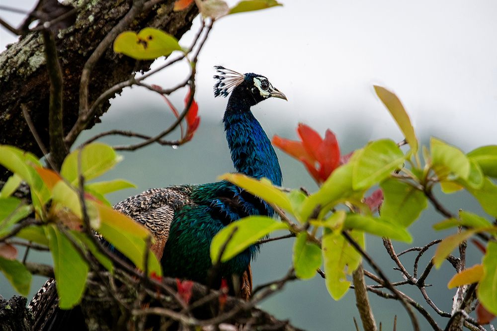 Photograph by Aditya Saxena