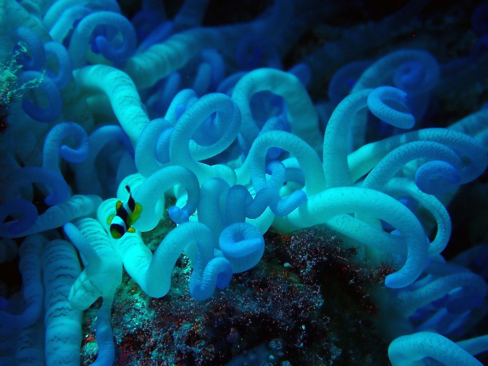 Анемон и его рыба-клоун