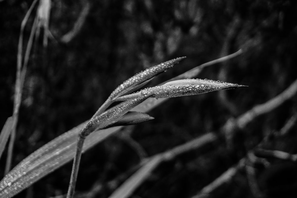 Photograph by Joe Briffa