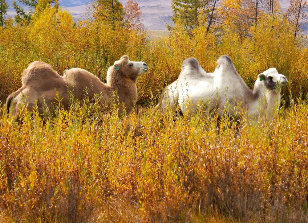 Photograph by Екатерина Шмелева