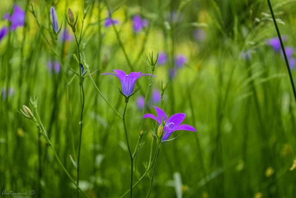 Photograph by Светлана Антонова