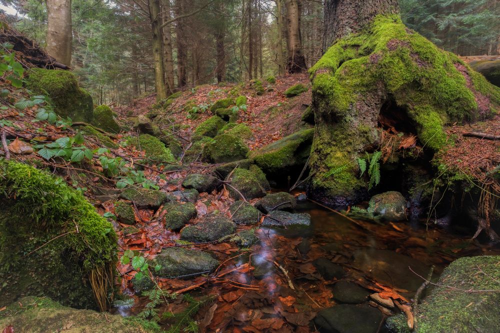 Photograph by Михаил Домешек