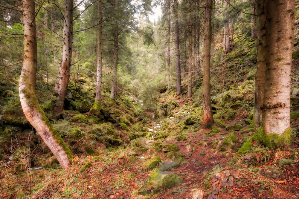 сказочный лес карпат.