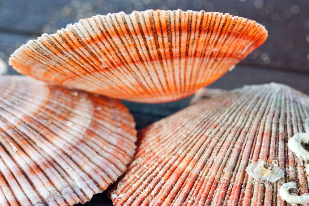 Photograph by Мария Самоловова