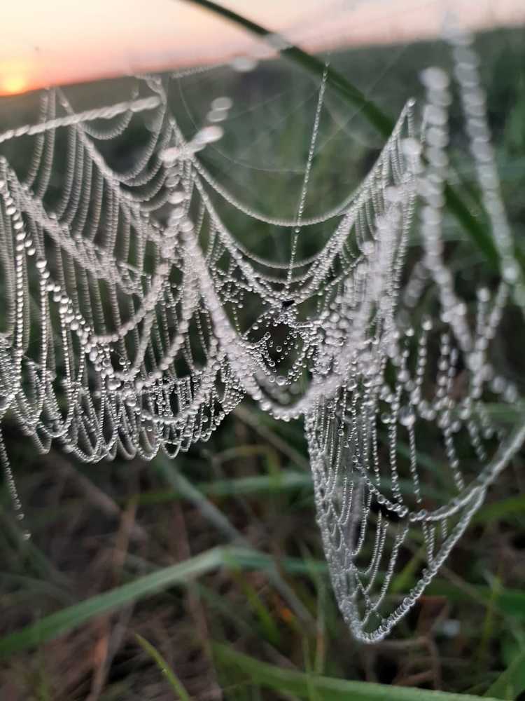 A web in the dew