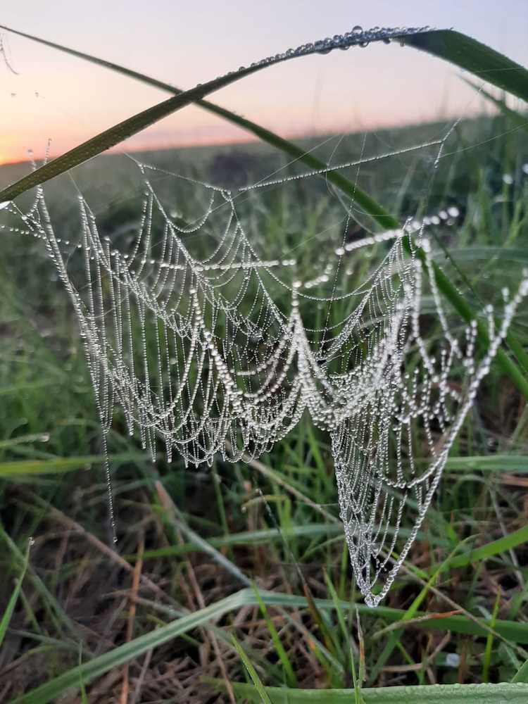 A web in the dew