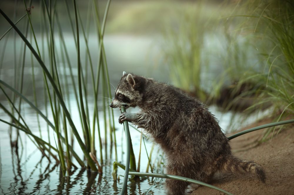 Photograph by Ирина Зайцева