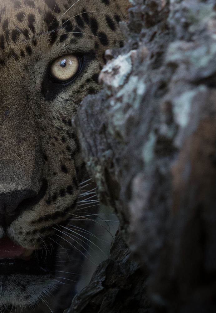 Eye to eye with a Sri Lankan Leopard