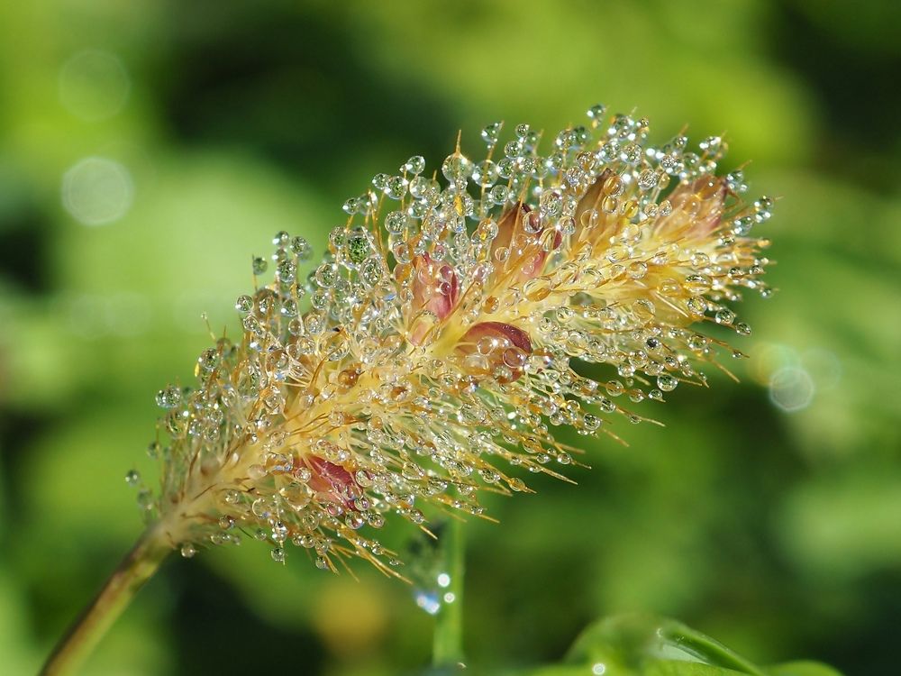 В капельках росы