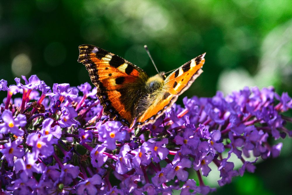 Фотография автора Оля Алехнович