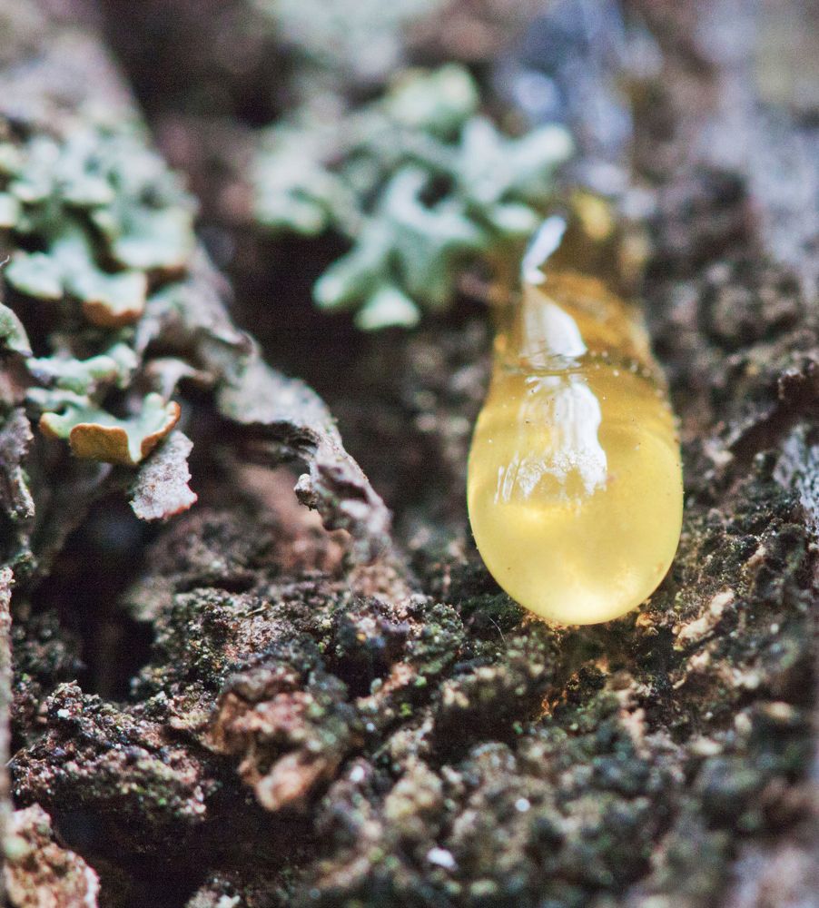 Photograph by Мария Самоловова