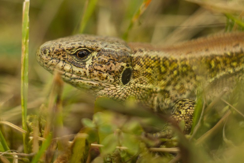 Photograph by Алексей Митницкий