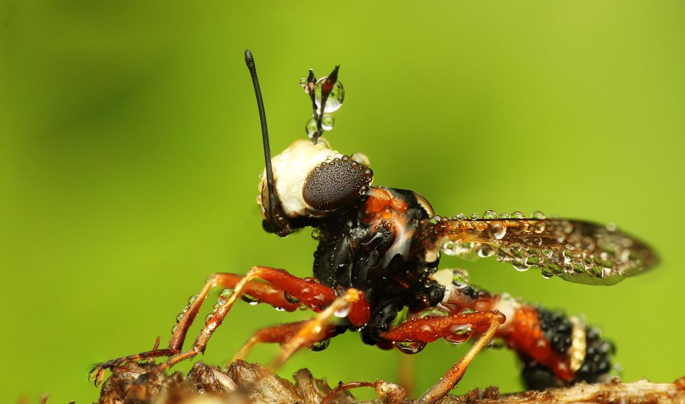 Фотография автора Peter Janso