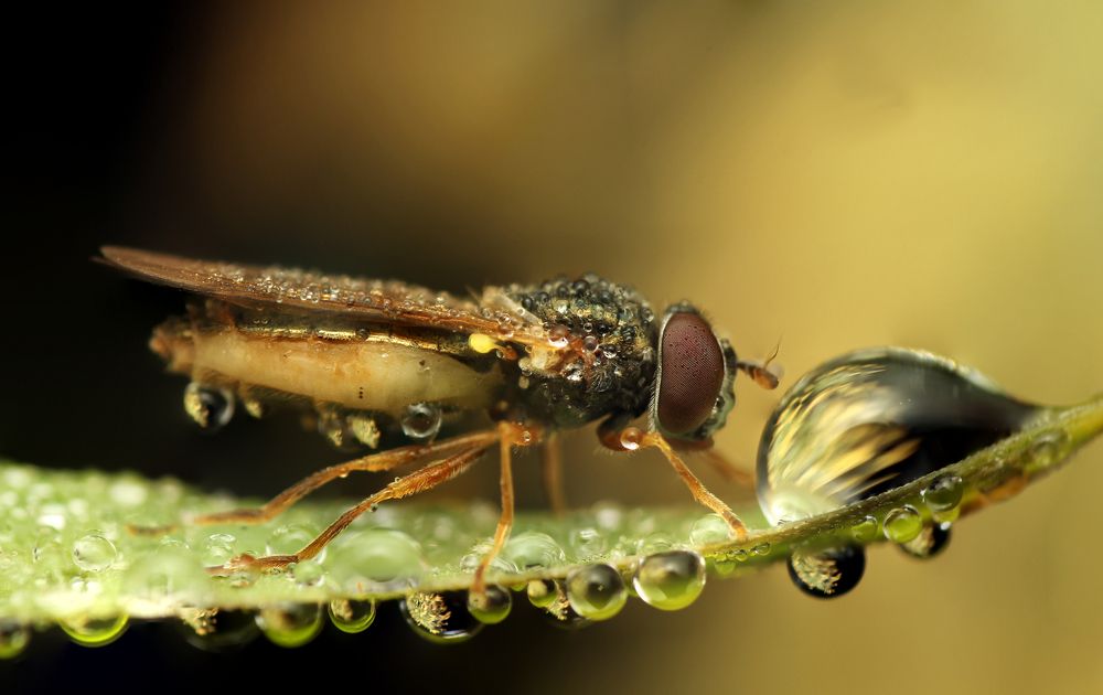 Фотография автора Peter Janso