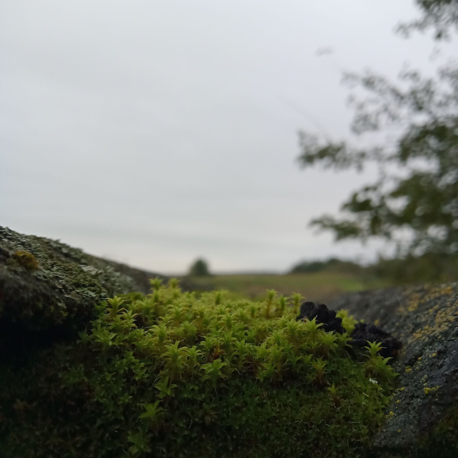 Photo #6531752