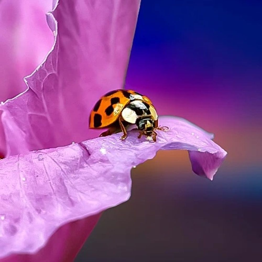 Фотография автора Юлия Таран