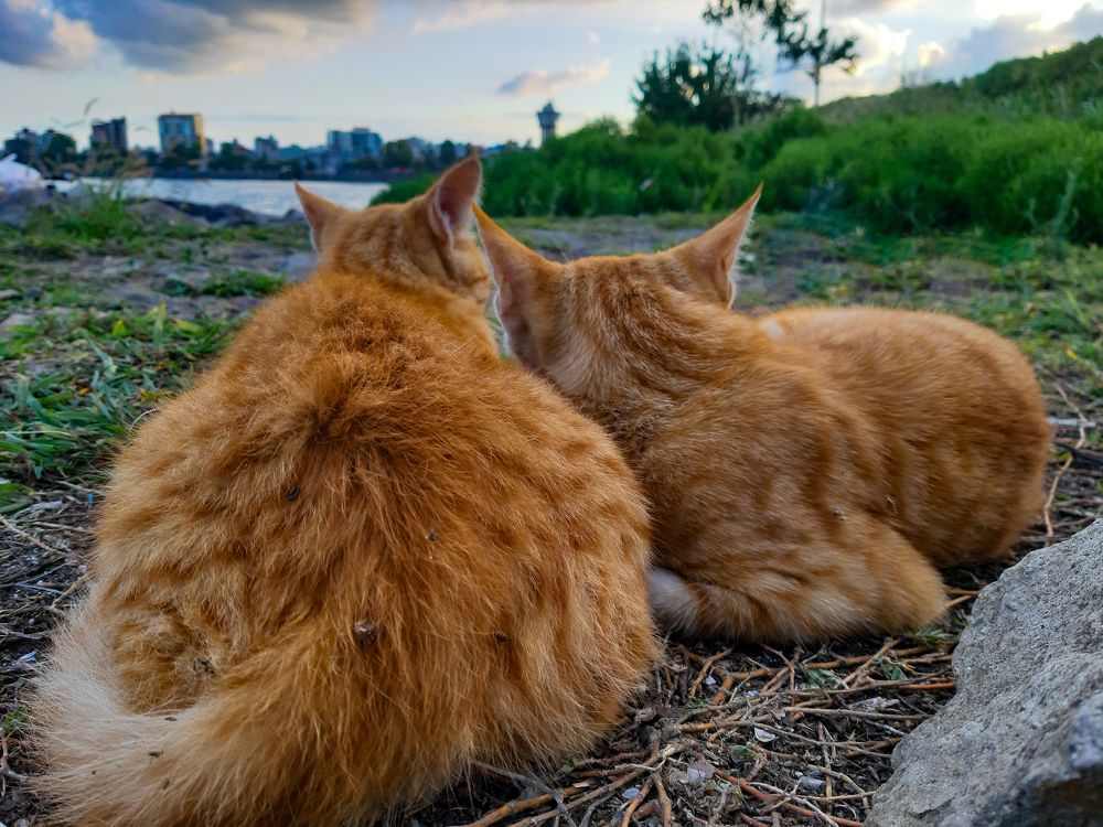 Photograph by Ramin Famildoost