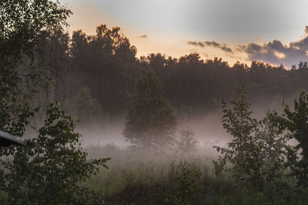 Grove in the fog.  Роща в тумане