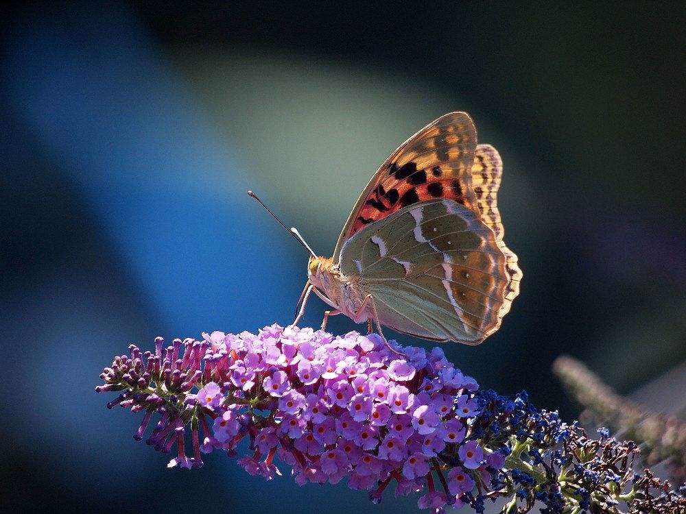 Photograph by Farid Ataei