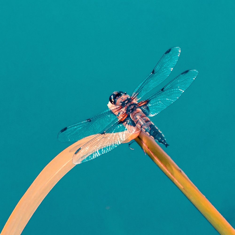 Фотография автора Anna NovaLova