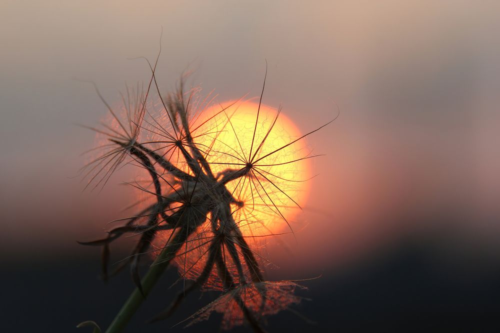 Козлобородник в закате