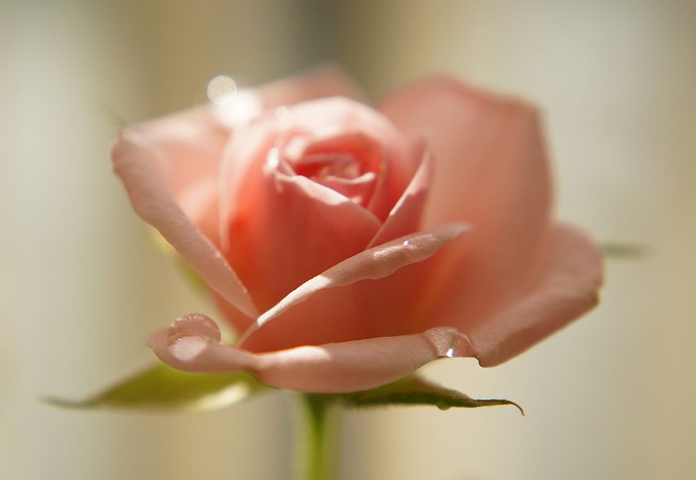 Photograph by Liliana Grup