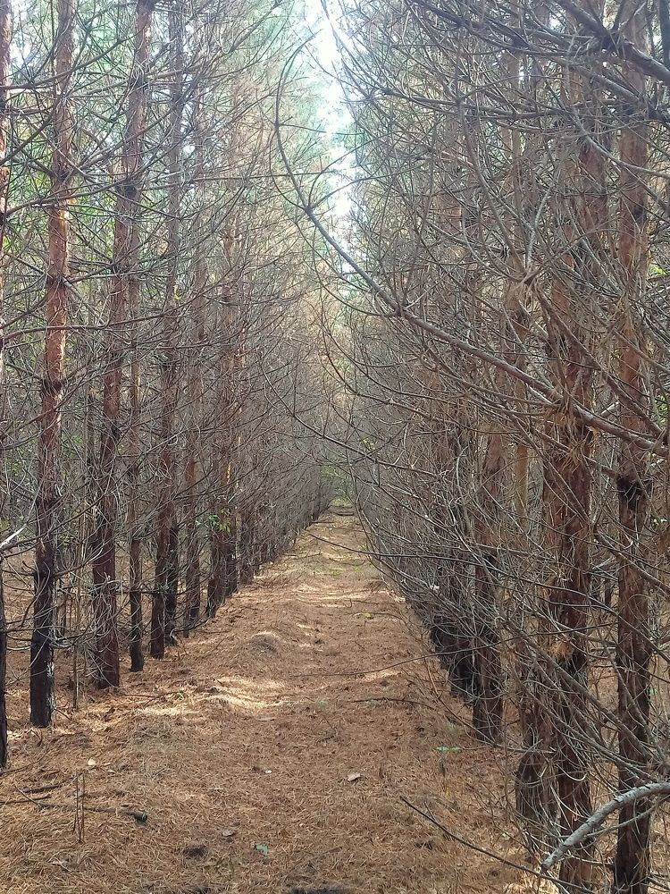 Хвойная дорожка