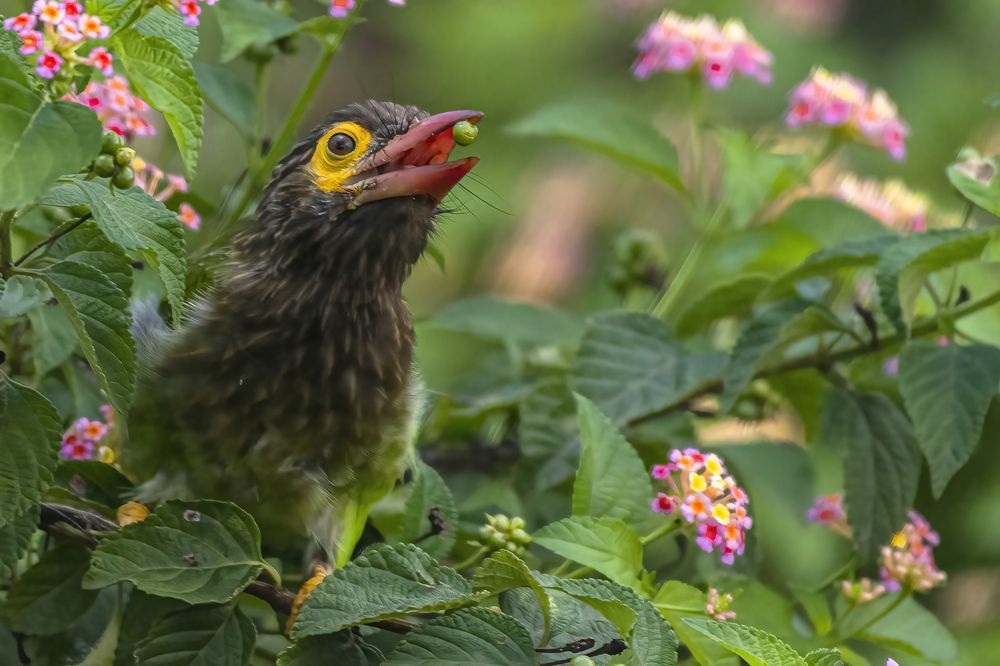 Photograph by M.I.M. Mahir