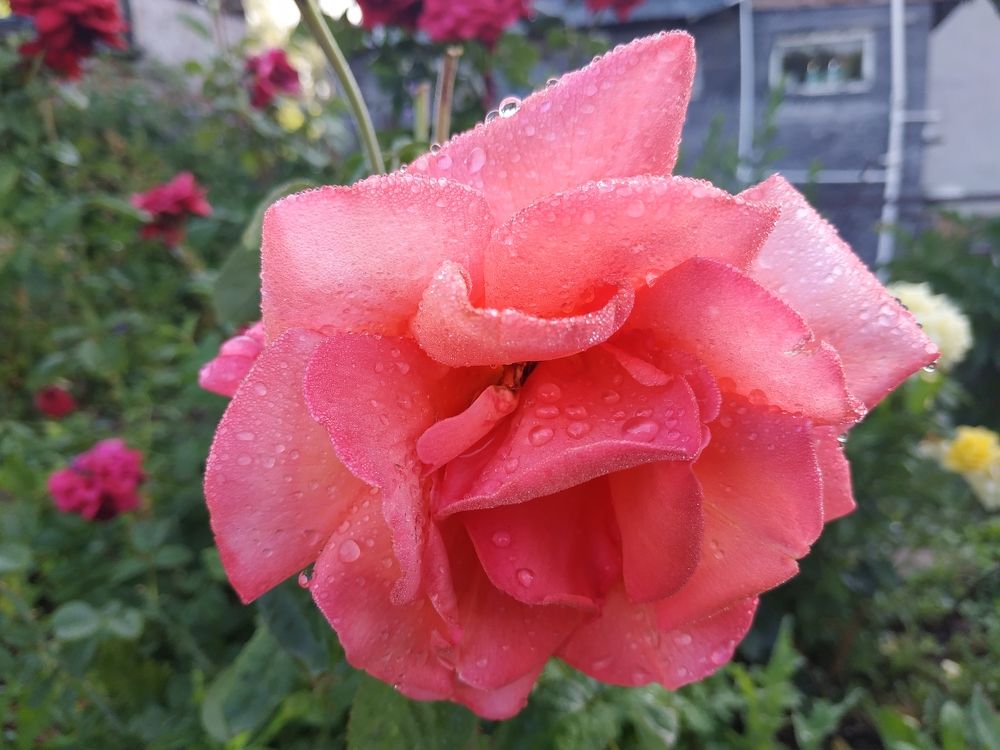 Фотография автора Александр Комаров