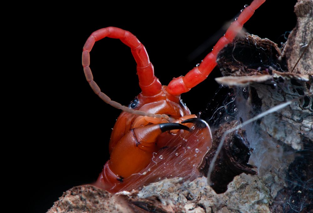 Photograph by Chamara Sulakkhana Polwatta Siriyalage